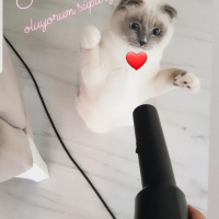 Scottish Fold, Kedi  Joker fotoğrafı