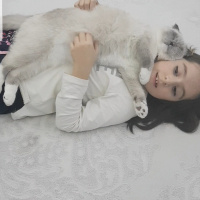 Scottish Fold, Kedi  Joker fotoğrafı