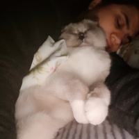 Scottish Fold, Kedi  Joker fotoğrafı