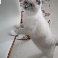 Scottish Fold, Kedi  Joker fotoğrafı