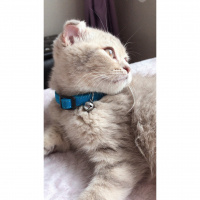 Scottish Fold, Kedi  leo fotoğrafı