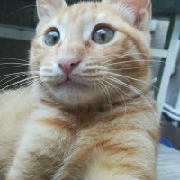 Sarman, Kedi  Garip fotoğrafı