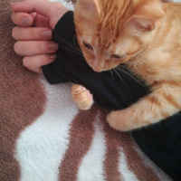 Sarman, Kedi  Garip fotoğrafı