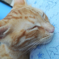 Sarman, Kedi  Garip fotoğrafı