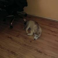 Sibirya Kurdu (Husky), Köpek  kuzey fotoğrafı