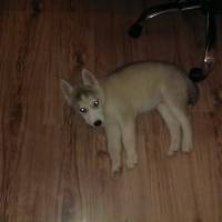 Sibirya Kurdu (Husky), Köpek  kuzey fotoğrafı