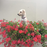 Golden Retriever, Köpek  Çaça fotoğrafı