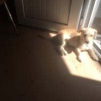 Golden Retriever, Köpek  Çaça fotoğrafı