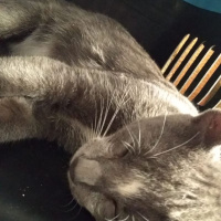 Tekir Kedi, Kedi  bulut fotoğrafı