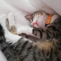 Tekir Kedi, Kedi  Asuman fotoğrafı