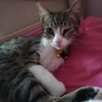 Tekir Kedi, Kedi  Asuman fotoğrafı