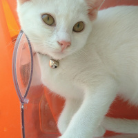 Ankara Kedisi, Kedi  sağır sultan fotoğrafı