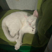 Ankara Kedisi, Kedi  sağır sultan fotoğrafı
