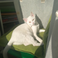 Ankara Kedisi, Kedi  sağır sultan fotoğrafı