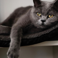 British Shorthair, Kedi  Cemile fotoğrafı