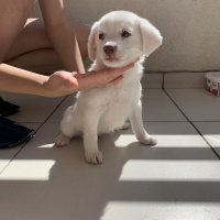 Russian Spaniel, Köpek  Lucy fotoğrafı