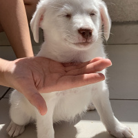 Russian Spaniel, Köpek  Lucy fotoğrafı