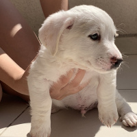 Russian Spaniel, Köpek  Charlie fotoğrafı