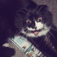 Scottish Fold, Kedi  Bambu  fotoğrafı