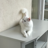 Van Kedisi, Kedi  Paşa fotoğrafı