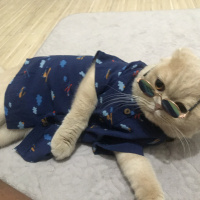 Scottish Fold, Kedi  Badem fotoğrafı