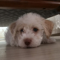 Maltese, Köpek  Dobby fotoğrafı