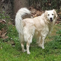 Golden Retriever, Köpek  şanslı fotoğrafı