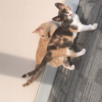 Tekir Kedi, Kedi  Tonny fotoğrafı