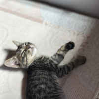 Tekir Kedi, Kedi  Badem fotoğrafı