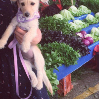 Golden Retriever, Köpek  ÇaÇa fotoğrafı