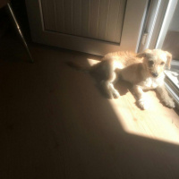 Golden Retriever, Köpek  ÇaÇa fotoğrafı