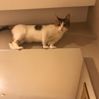 Tekir Kedi, Kedi  Luna fotoğrafı