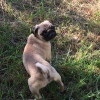 Pug, Köpek  Bady fotoğrafı