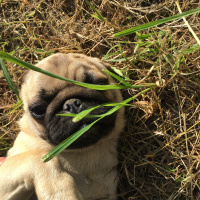 Pug, Köpek  Bady fotoğrafı