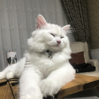 British Shorthair, Kedi  Şimal Arveş fotoğrafı