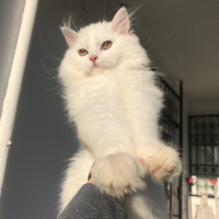 British Shorthair, Kedi  Şimal Arveş fotoğrafı