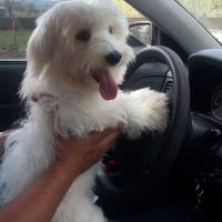 West Highland White Terrier, Köpek  Pamuk fotoğrafı