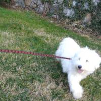 West Highland White Terrier, Köpek  Pamuk fotoğrafı