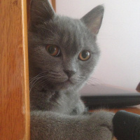 British Shorthair, Kedi  Ballı Paşa fotoğrafı