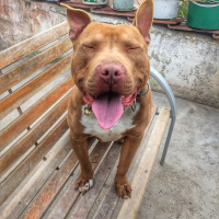 Amerikan Pitbull Terrier, Köpek  TETİK fotoğrafı