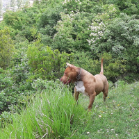 Amerikan Pitbull Terrier, Köpek  TETİK fotoğrafı