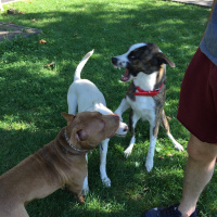 Amerikan Pitbull Terrier, Köpek  TETİK fotoğrafı