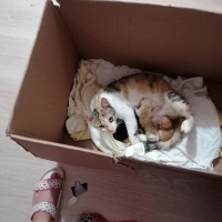 Tekir Kedi, Kedi  Kitty fotoğrafı
