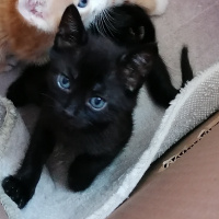 Tekir Kedi, Kedi  Kitty fotoğrafı