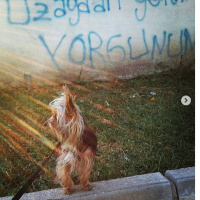 Yorkshire Terrier, Köpek  odi fotoğrafı