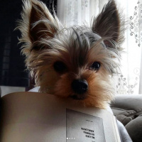 Yorkshire Terrier, Köpek  odi fotoğrafı