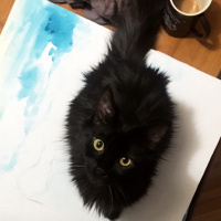 Tekir Kedi, Kedi  Gölge fotoğrafı