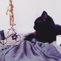 Tekir Kedi, Kedi  Gölge fotoğrafı