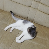 Tekir Kedi, Kedi  Sütlaç fotoğrafı