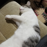 Tekir Kedi, Kedi  Sütlaç fotoğrafı